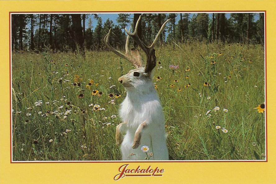 Jackalope ca. 1992 This legendary cross between a jackrabbit and